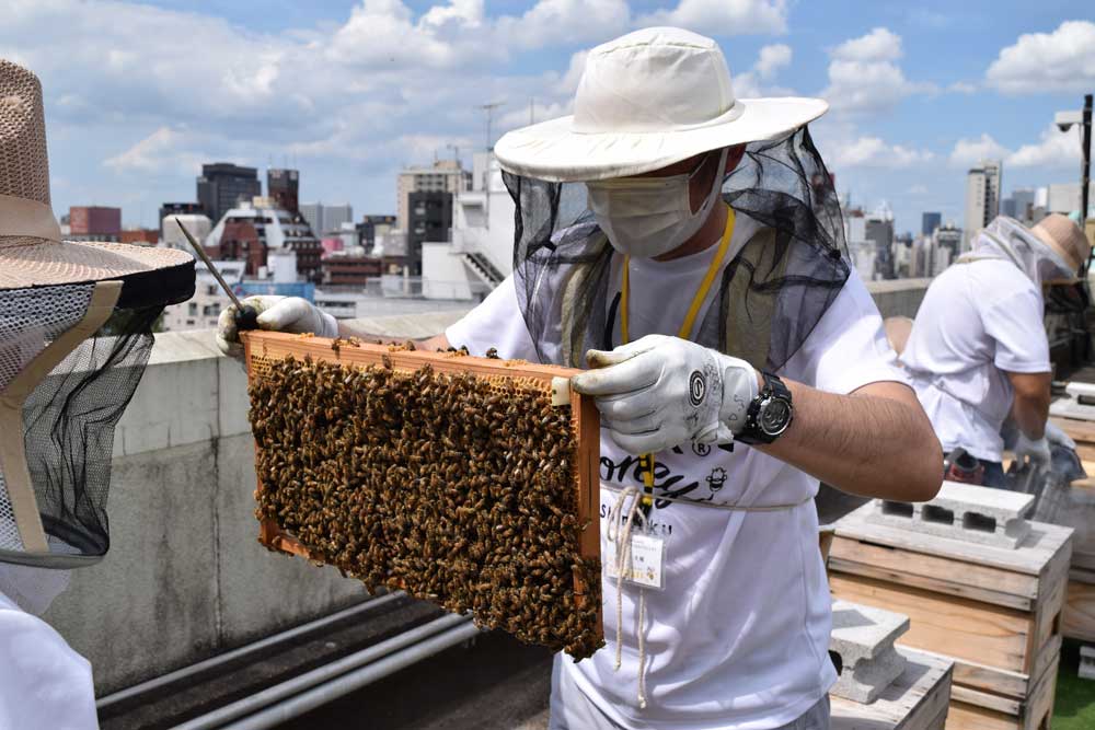 養蜂作業の様子（※プランに養蜂体験は含まれない） 