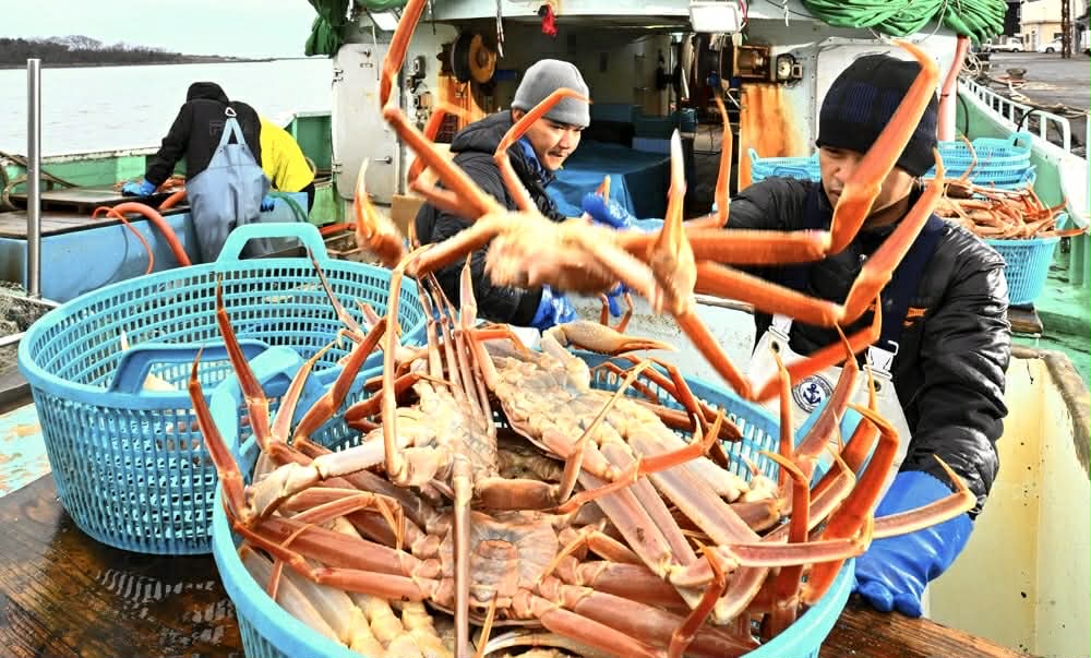 北前船の寄港地として名をはせた三国港。漁船は夜中に出航し、水揚げされた蟹は夕方に帰港後すぐにセリにかけられる。この流れにより、鮮度の高い越前がにが供給される点も、坂井で蟹を味わう大きな魅力だ。三国港をはじめとする福井の海で水揚げされた蟹には地理的表示（GI）タグが付与され、中でも厳選されたものには“極”の特別なタグが付けられる