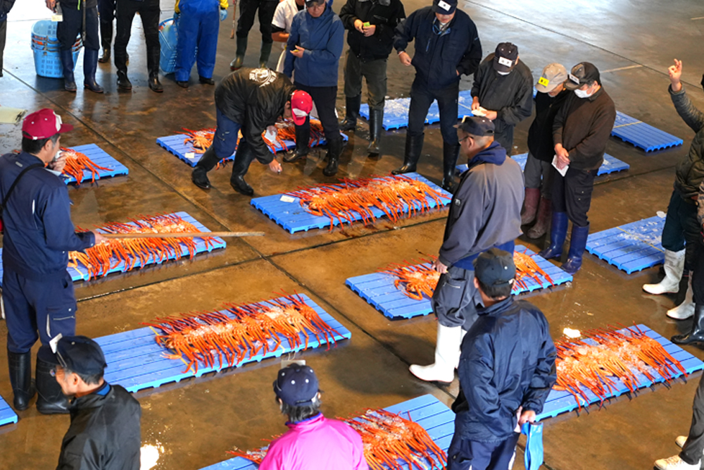 新湊漁港で行われるズワイガニの昼セリ。富山湾は港から漁場が近く、1日に2回漁が可能なことから、昼にもセリが行なわれる。セリ場に並ぶカニは“赤い絨毯”と呼ばれ、その鮮やかな色と活きの良さが目を引く。昼セリは全国的にも珍しく、事前予約すれば見学も可能だ 