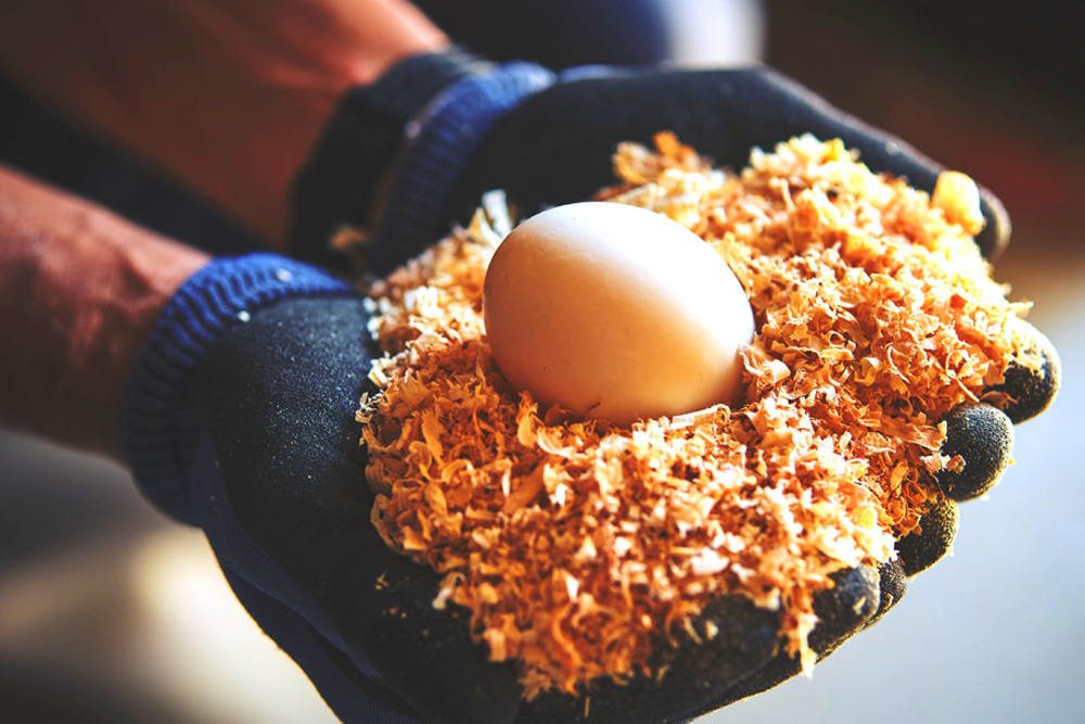 親鴨飼育から精肉まで、近江鴨を自社一貫生産で行う㈱グッドワン。古より琵琶湖、とりわけ長浜市周辺では、伝統漁法の網にかかる真鴨を捕らえ、食してきた独自の食文化がある。その文化を、豊かな自然と琵琶湖と共生しながら継承するのが同社の‟近江鴨“である。ジビエとしての鴨本来の旨みを備えつつ、雑味のない清らかな味わいに定評がある